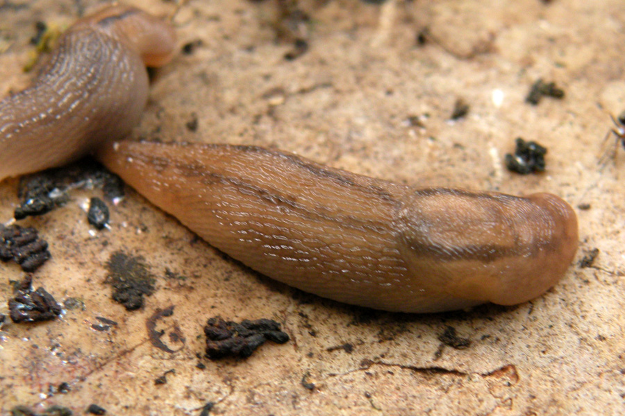 Lehmannia sp?